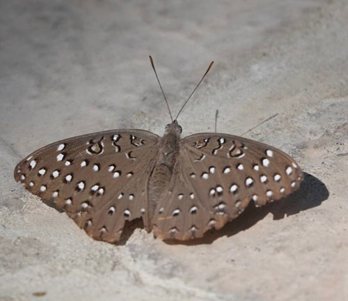 Guineafowl Butterfly, Hamanumida daedalus (Fabricius, 1798). Victoriafalls, Zimbabwe. Primo march, 2023. Photographer: Regitze Enoksen