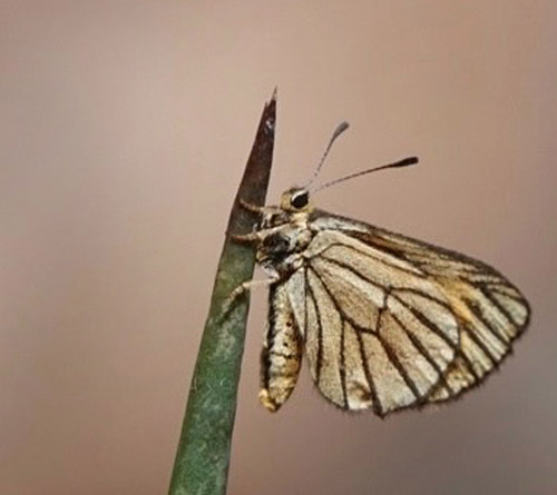 Yellow Zulu, Alaena amazoula ssp. congoana (Aurivillius, 1914) family Lycaenidae, subfamily Poritiinae and tribe Liptenini. Victoriafalls, Zimbabwe. Primo march, 2023. Photographer: Regitze Enoksen