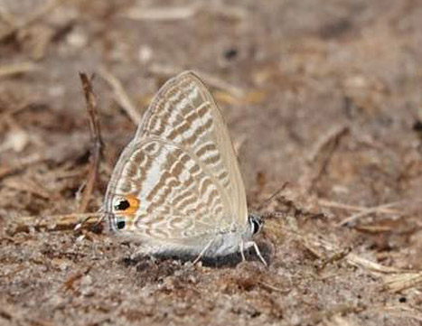 Long-tailed Blue, Lampides boeticus (Linnaeus, 1767). The Chobe River meets Namibia, Zambia, Zimbabwe and Botswana border. Primo march, 2023. Photographer: Regitze Enoksen