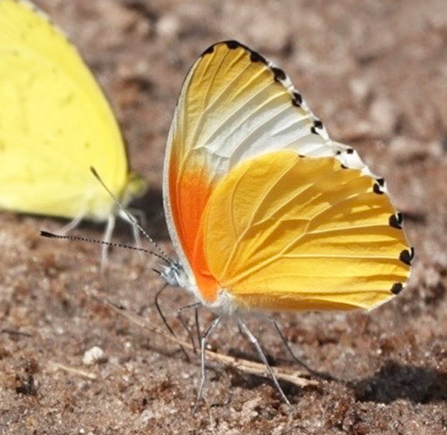 Common Dotted Border, Mylothris agathina (Cramer, 1779). The Chobe River meets the Zambesi River in Namibia, Zambia, Zimbabwe and Botswana border. Primo march, 2023. Photographer: Regitze Enoksen