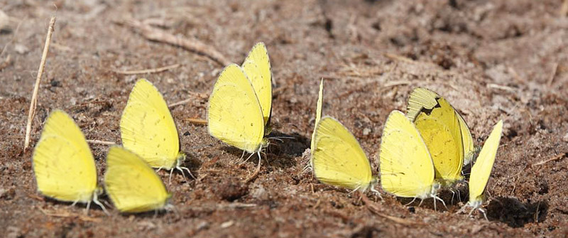 Common Grass Yellow, Eurema hecabe ssp. solifera (Butler, 1875). The Chobe River meets the Zambesi River in Namibia, Zambia, Zimbabwe and Botswana border. Primo march, 2023. Photographer: Regitze Enoksen