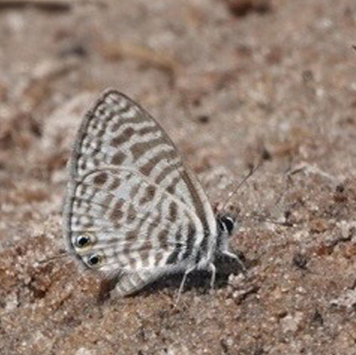 Beautiful Zebra Blue, Leptotes pulcher (Murray, 1874). The Chobe River meets Namibia, Zambia, Zimbabwe and Botswana border. Primo march, 2023. Photographer: Regitze Enoksen