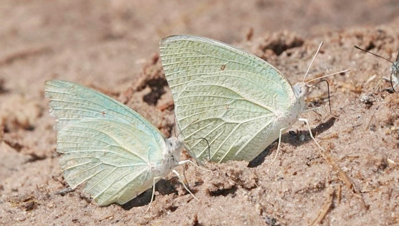 African Migrant, Catopsilia florella male. The Chobe River meets the Zambesi River in Namibia, Zambia, Zimbabwe and Botswana border. Primo march, 2023. Photographer: Regitze Enoksen