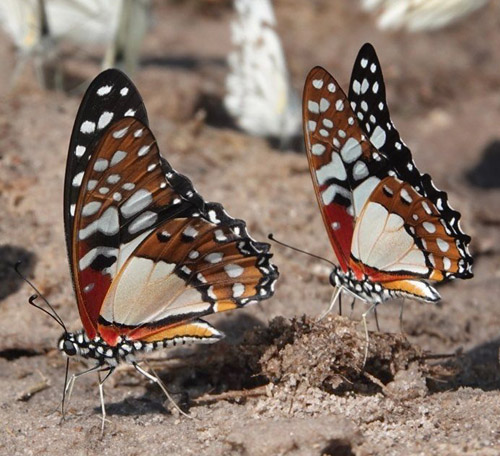 Angolan White Lady, Graphium angolanus (Goeze, 1779). The Chobe River meets the Zambesi River in Namibia, Zambia, Zimbabwe and Botswana border. Primo march, 2023. Photographer: Regitze Enoksen