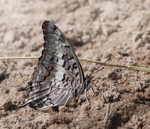 Bush Charaxes, Charaxes achaemenes (Felder & Felder 1867). The Chobe River meets the Zambesi River in Namibia, Zambia, Zimbabwe and Botswana meet. Primo march, 2023. Photographer: Regitze Enoksen