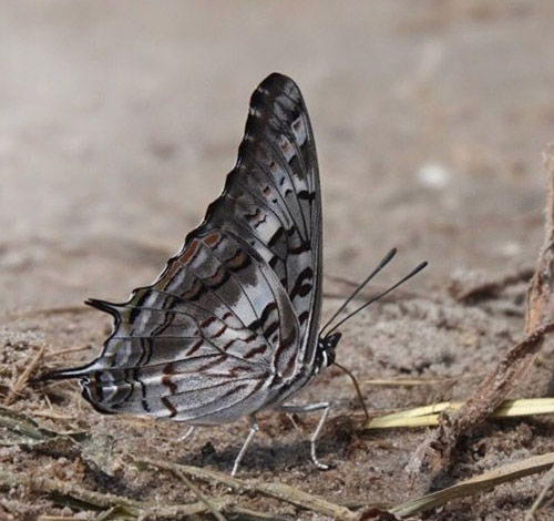 Bush Charaxes, Charaxes achaemenes (Felder & Felder 1867). The Chobe River meets the Zambesi River in Namibia, Zambia, Zimbabwe and Botswana meet. Primo march, 2023. Photographer: Regitze Enoksen