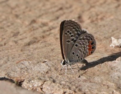 Grass Jewel, Freyeria trochylus (Lederer, 1855). Sossusvlei , Namibia ultimo february 2023. Photographer: Regitze Enoksen
