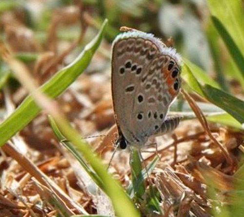 Grass Jewel, Freyeria trochylus (Lederer, 1855). Sossusvlei , Namibia ultimo february 2023. Photographer: Regitze Enoksen