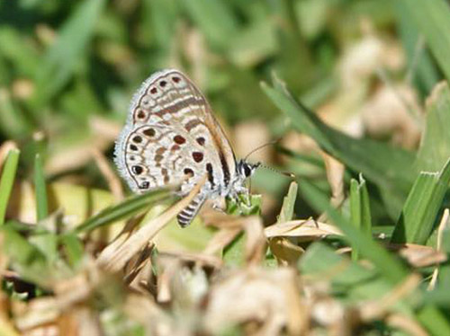 Desert Babul Blue, Azanus ubaldus (Stoll, 1782). Sossusvlei , Namibia ultimo february 2023. Photographer: Regitze Enoksen