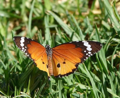 Plain Tiger, Danaus chrysippus ssp. orientis (Trimen, 1862). Sossusvlei , Namibia ultimo february 2023. Photographer: Regitze Enoksen