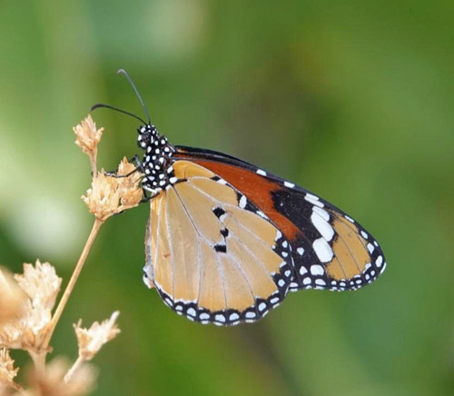 Plain Tiger, Danaus chrysippus ssp. orientis (Trimen, 1862). Sossusvlei , Namibia ultimo february 2023. Photographer: Regitze Enoksen