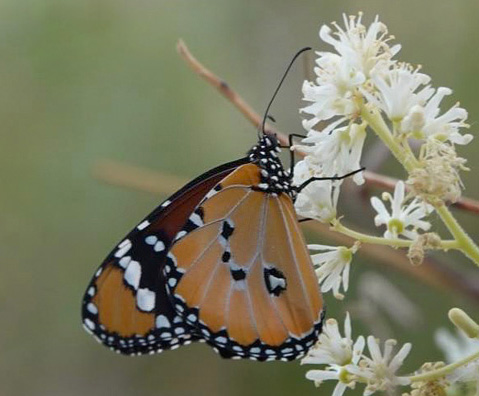 Plain Tiger, Danaus chrysippus ssp. orientis (Trimen, 1862). Sossusvlei , Namibia ultimo february 2023. Photographer: Regitze Enoksen