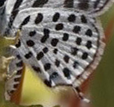 Dotted Blue, Tarucus sybaris ssp. linearis (Aurivillius, 1924). Sphinxblick, Windhoek, Namibia ultimo february 2023. Photographer: Regitze Enoksen