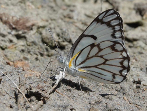 Pioneer White, Belenois aurota (Fabricius, 1793).  Sphinxblick, Windhoek, Namibia ultimo february 2023. Photographer: Regitze Enoksen