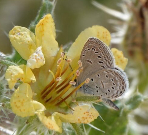 Tiny Grass Blue, Zizula hylax (Fabricius, 1775). Sphinxblick, Windhoek, Namibia ultimo february 2023. Photographer: Regitze Enoksen