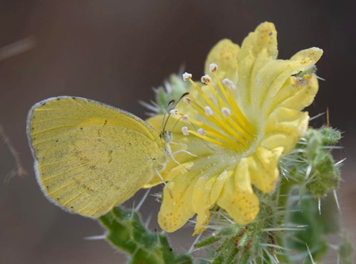 Small Grass Yellow, Eurema brigitta (Stoll, 1780).  Sphinxblick, Windhoek, Namibia ultimo february 2023. Photographer: Regitze Enoksen