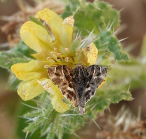 African Marbled Skipper, Gomalia elma (Trimen, 1862). Sphinxblick, Windhoek, Namibia ultimo february 2023. Photographer: Regitze Enoksen