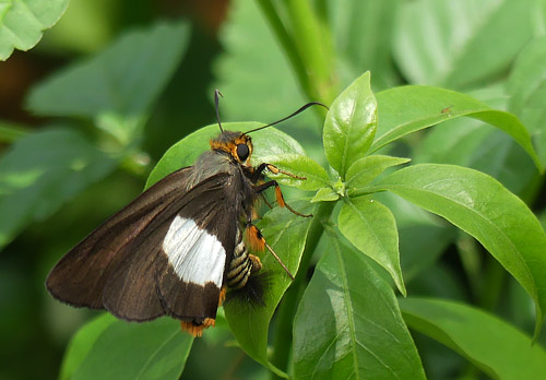 Striped Policeman, Coeliades forestan (Stoll, 1782). Uganda d. 19 november 2017. Fotograf: Regitze Enoksen