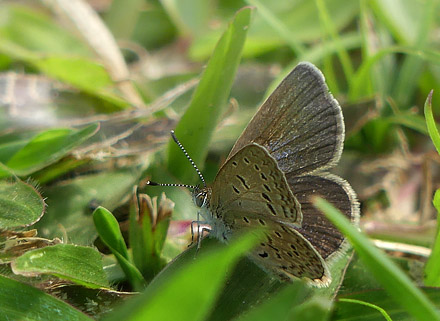 African Grass Blue, Zizeeria knysna (Stoll, 1790). Uganda d. 22 november 2017. Fotograf: Regitze Enoksen