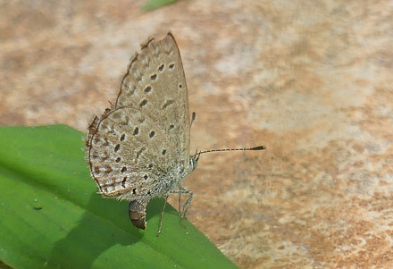 African Grass Blue, Zizeeria knysna (Stoll, 1790). Uganda d. 22 november 2017. Fotograf: Regitze Enoksen