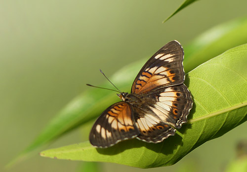 Little Pansy, Junonia sophia (Fabricius, 1793). Uganda d. 23 november 2017. Fotograf: Regitze Enoksen