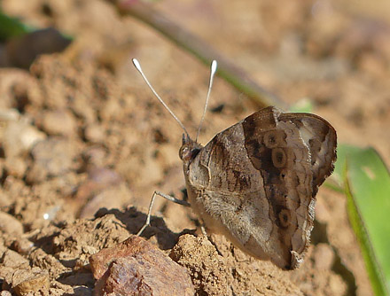 Blue Pansy, Junonia oenone (Linnaeus, 1758). Uganda d. 28 november 2017. Fotograf: Regitze Enoksen