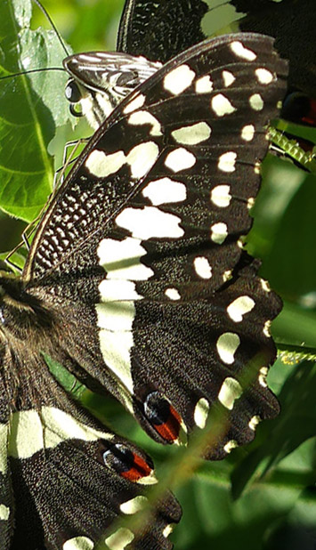 Citrus Swallowtail, Papilio demodocus (Esper, 1798). Uganda d. 28 november 2017. Fotograf: Regitze Enoksen