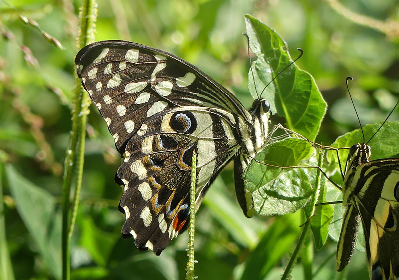 Citrus Swallowtail, Papilio demodocus (Esper, 1798). Uganda d. 28 november 2017. Fotograf: Regitze Enoksen