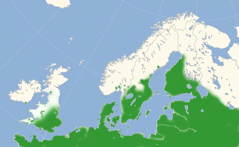 Stregbredpande udbredelse i Nordeuropa 2010-16. Kort lavet i november 2016 af Lars Andersen