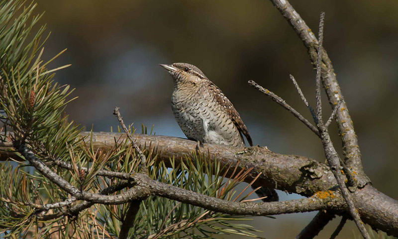 Vendehals, Jynx torquilla sidende på fyrregren. Melby Overdrev d. 6 maj 2017. Fotograf; Lars Falck