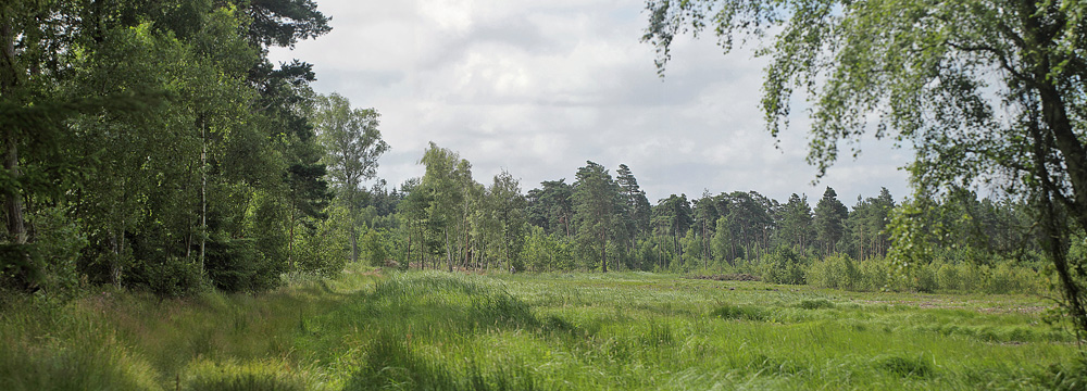  Bøtø Plantage, Falster d. 13 juli 2017. Fotograf; Lars Andersen