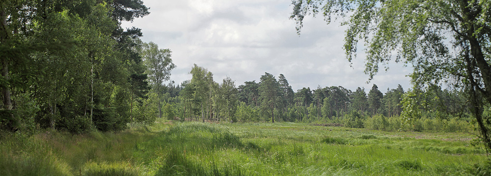 Bøtø Plantage, Falster d. 13 juli 2017. Fotograf; Lars Andersen