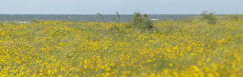 Brunddragene, Lolland d. 13 august 2017. Fotograf; Lars Andersen