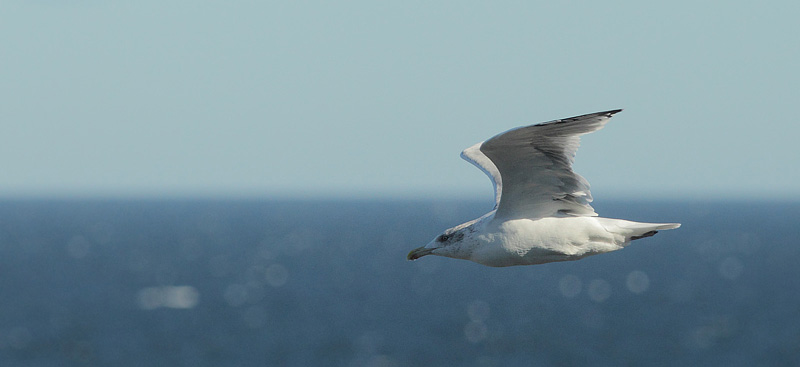 Slvmge. Rgeriet, Havnebyen, Sjllands Odde d. 6 oktober 2017. Fotograf; Lars Andersen