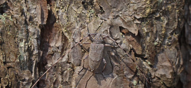 Tmmermand, Acanthocinus aedilis sidende p fyrrestamme. Melby Overdrev d. 6 maj 2017. Fotograf; Lars Andersen