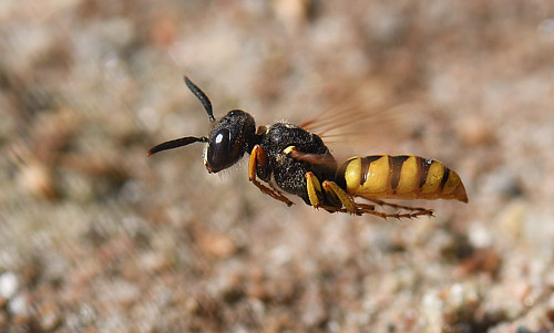 Biulv, Philanthus triangulum. Melby Overdrev, Nordsjlland d. 25 august 2017. Fotograf;  Troells Melgaard