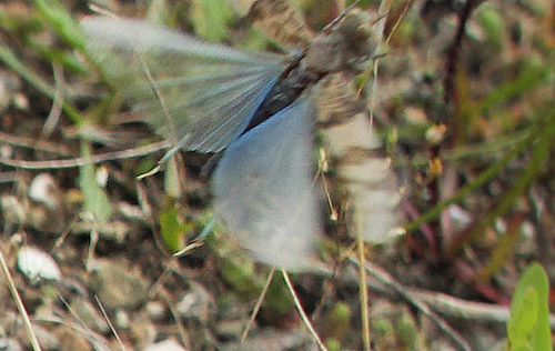 Blvinget Steppegrshoppe, Sphingonotus caerulans. Baneterrnnet, Rdby havn d. 30 august  2017. Fotograf: Kirsten Schwartz