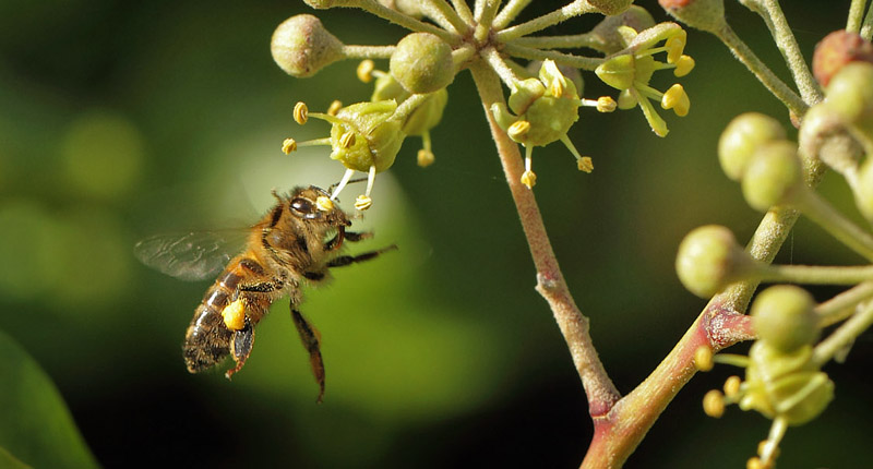 Honningbi, Apis mellifera ligustica. Digevej ved Amager Flled, Kbenhavn  d. 7  november 2017. Fotograf; Lars Andersen