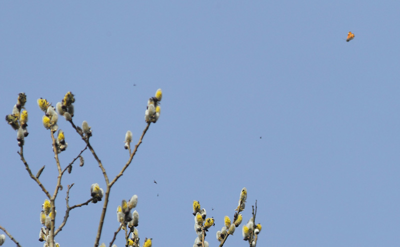 Birkedagmler, (Archiearis parthenias). Pinseskoven, Amager d. 25 marts 2017. Fotograf: Lars Andersen