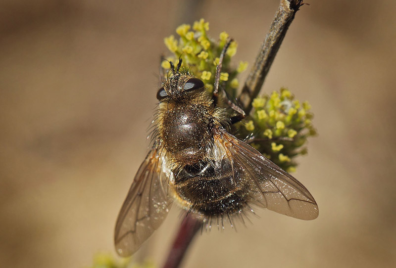 Bjrnesnylteflue, Tachina ursina. P Sandet, Asserbo Plantage, Nordsjlland d. 26 april 2017. Fotograf; Lars Andersen
