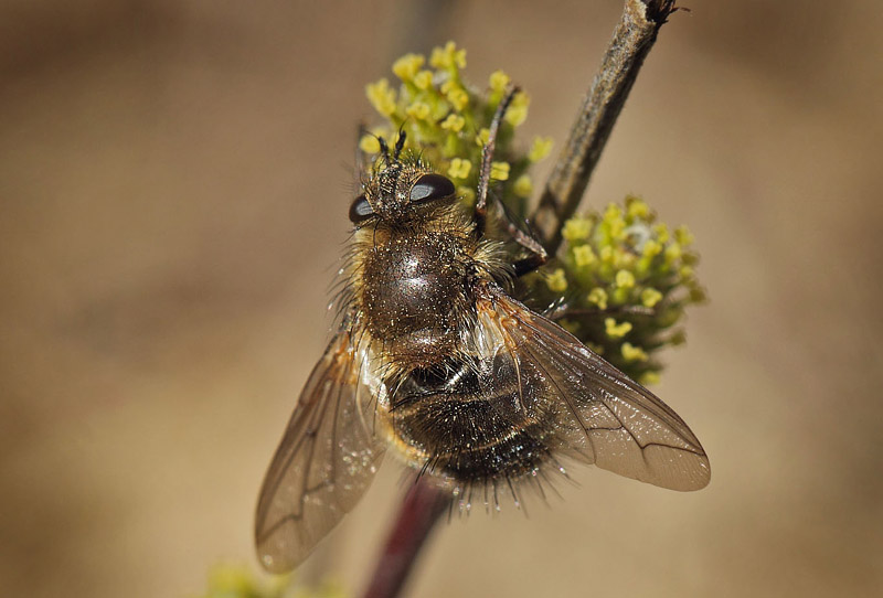 Bjørnesnylteflue, Tachina ursina. På Sandet, Asserbo Plantage, Nordsjælland d. 26 april 2017. Fotograf; Lars Andersen