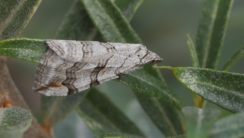 Bornholmsk Perikonmler, Aplocera plagiata. Rdbyhavn Rangerterrn, Lolland d. 30 august 2017. Fotograf; Lars Andersen