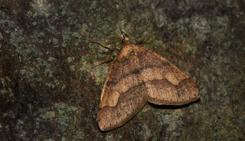 Grågul Frostmåler, Agriopis marginaria han. Kongelunden, Amager d. 28 februar 2017.Fotograf; Lars Andersen