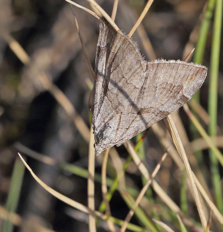 Perikonmler, Aplocera efformata. Tstrup Baneareal, Glostrup, Nordsjlland d. 29 august 2017. Fotograf; Lars Andersen