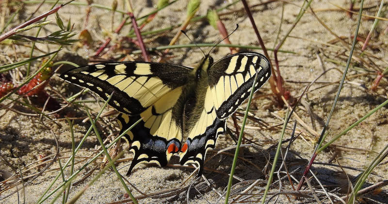 Svalehale, Papilio machaon 2 stk. imago. Skagen Gr Fyr - Skagen Fuglestation d. 27 maj 2017. Fotograf; Jrgen Munck