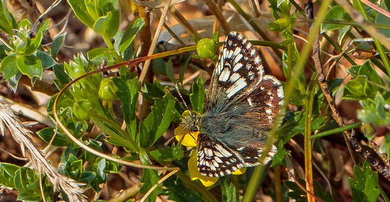 Spttet Bredpande, Pyrgus malvae f. taras hun. Melby Overdrev, Nordsjlland d.19 Maj 2017.  Fotograf; John S Petersen