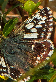 Spttet Bredpande, Pyrgus malvae f. taras hun. Melby Overdrev, Nordsjlland d.19 Maj 2017.  Fotograf; John S Petersen