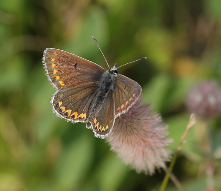 Rdplettet Blfugl, Aricia agestis han. Rdbyhavn Baneterrn, Lolland, Danmark d. 30 august 2017. Fotograf; Lars Andersen