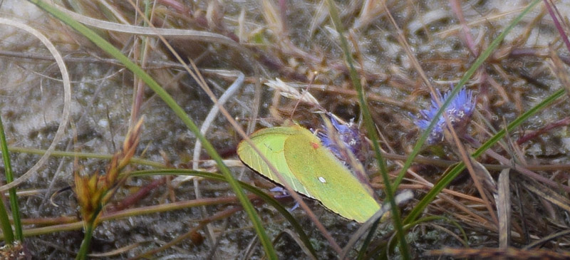 Mosehøsommerfugl, Colias palaeno han.Eskebjerg Vesterlyng, Sjælland d. 9 juli 2017. Hanne Christensen