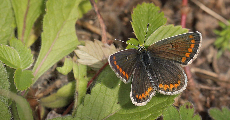 Rdplettet Blfugl, Aricia agestis han. Ulstrup, Rsns, Vestsjlland d. 21 september 2017. Fotograf;  Lars Andersen